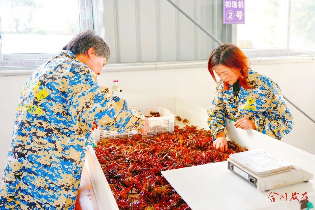 集散中心内，工人正在分拣小龙虾_副本_副本.jpg