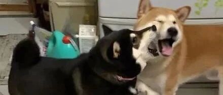 黑柴总在欺负黄柴，还会恶人先告状，绿茶狗实锤了