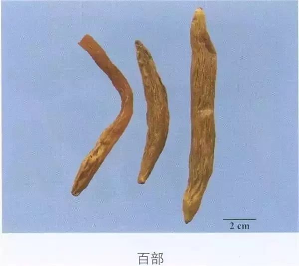 每天学一味中药-百部