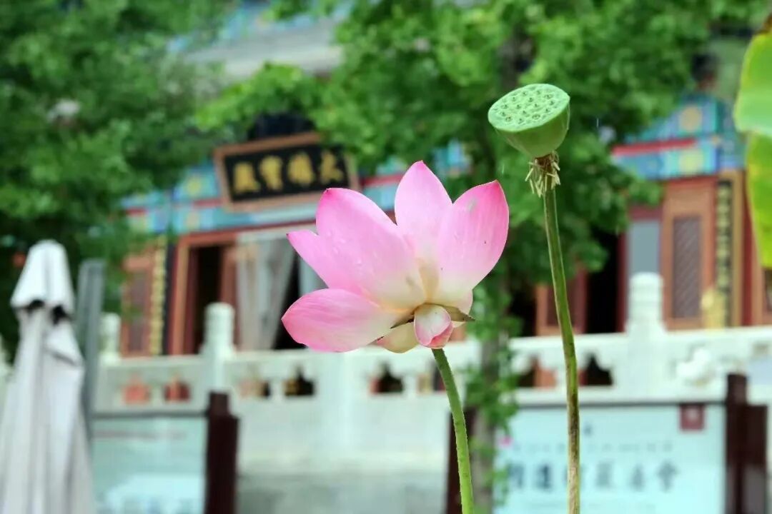 楞严七丨北京天开寺2021年国庆楞严七