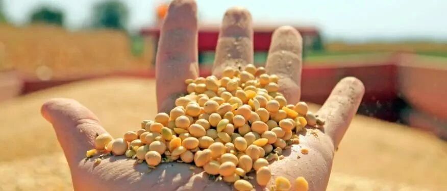 大豆进口又见大单：8月158船运往中国，大豆到港量近1000万吨