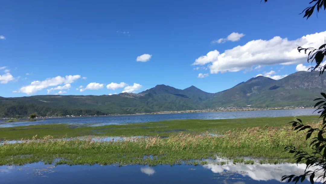 基因检测野生型什么意思_基因测试野生型_基因检测全是野生型好是不好