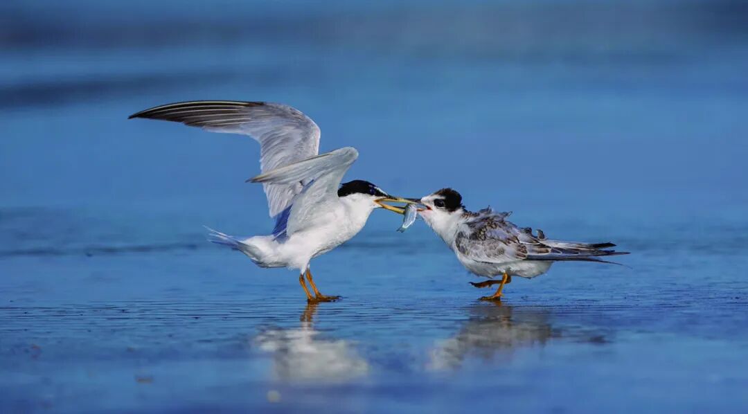 思明区:以思飞之爱 护翔羽之鸟 留生态之美