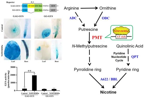 中国农业科学院在plant Physiology发表研究论文 全网搜