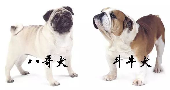 新西兰电商 3月起 将禁售3种短头犬种