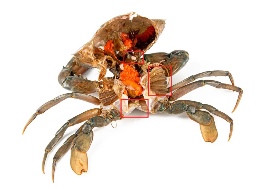 生蚝里面黑色的像屎一样的能吃吗_狗自己的屎不吃 吃别的狗的屎_生蚝里面什么样子