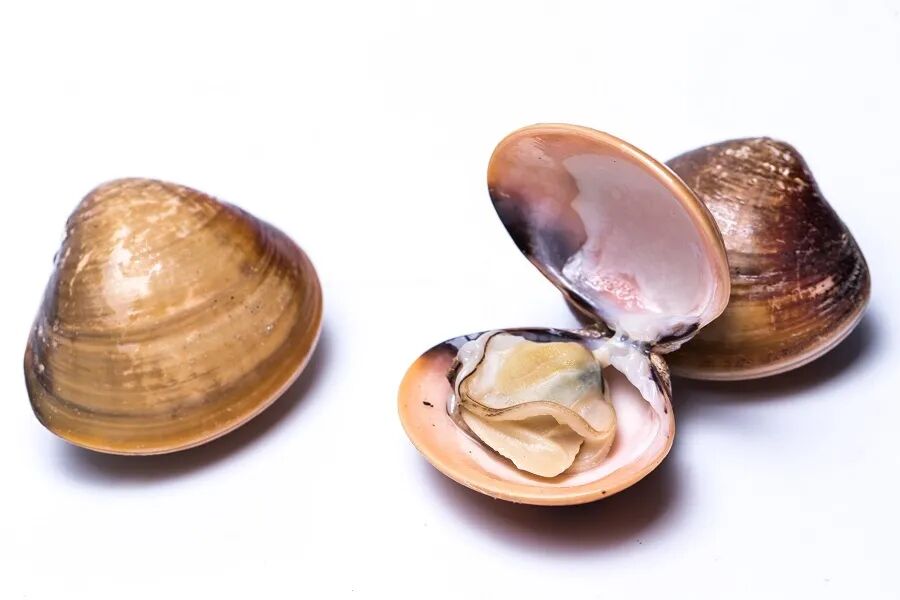 狗自己的屎不吃 吃别的狗的屎_生蚝里面什么样子_生蚝里面黑色的像屎一样的能吃吗