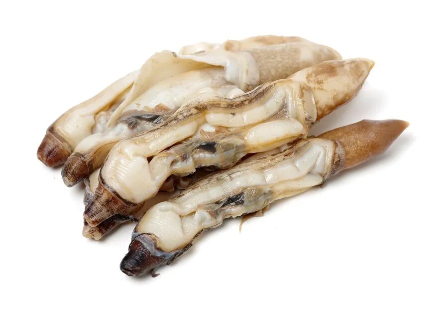 生蚝里面什么样子_狗自己的屎不吃 吃别的狗的屎_生蚝里面黑色的像屎一样的能吃吗