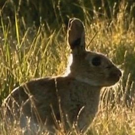 澳大利亚的野兔“清零”计划，失败
