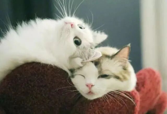 猫悟 有哪些事是铲屎官养了猫咪之后才知道的吗 全网搜