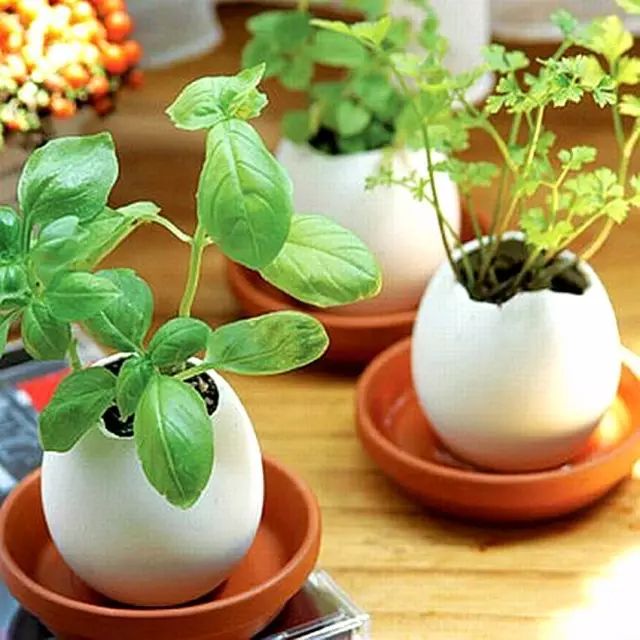 谁还买花盆呀，用鸡蛋壳种花，美翻邻居210116