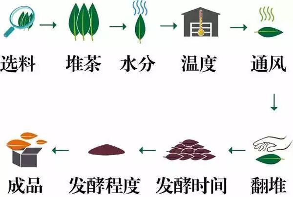 普洱生熟茶制作工艺,功效作用,冲泡技巧全解