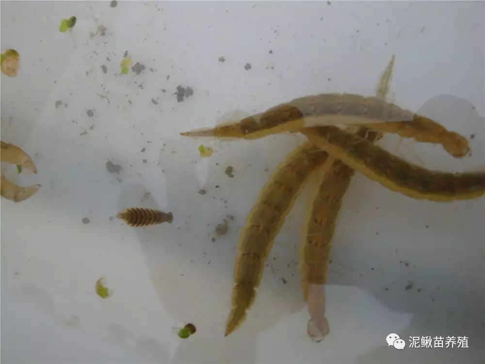 蜻蜓幼虫,水蜈蚣等害虫残食泥鳅苗厉害,严重影响泥鳅苗成活率.一,敌