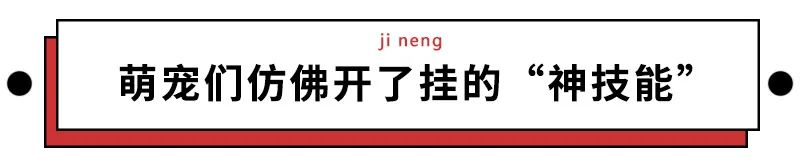 那些給自家愛寵起沙雕名的人，到底是在羞辱誰？ 寵物 第28張