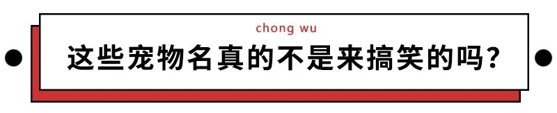 那些給自家愛寵起沙雕名的人，到底是在羞辱誰？ 寵物 第7張