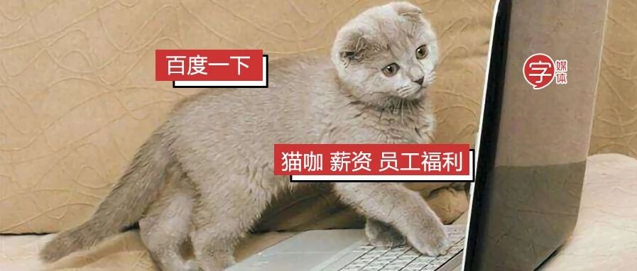 把这篇文章给你家猫看，它会感动得去猫咖打工