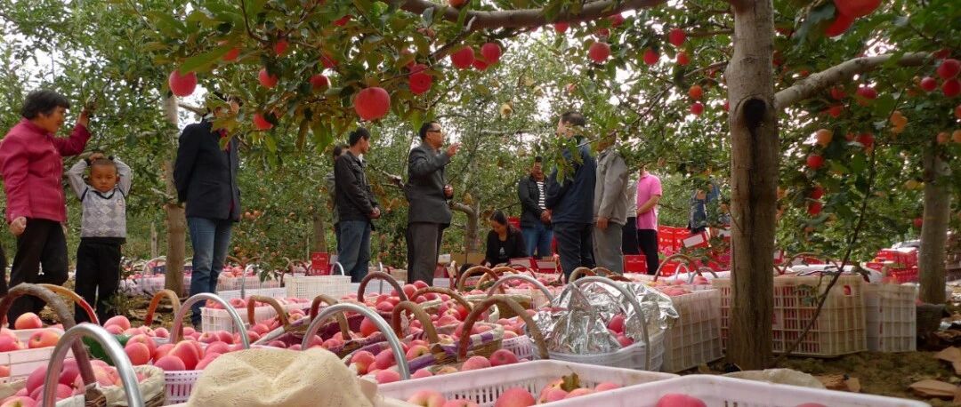 全产业链发力助推延安革命老区消费扶贫 ——陕西省延安市消费扶贫典型案例