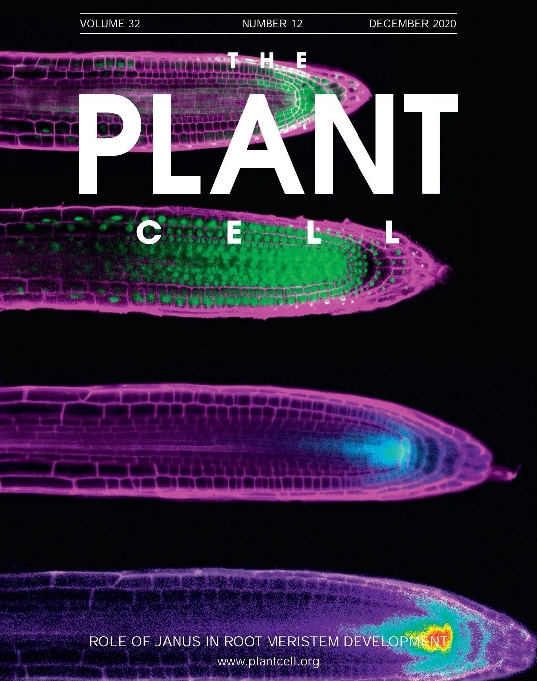 山东农大发表plant Cell 封面 在根尖分生区发育研究中取得进展 Iplants 微信公众号文章阅读 Wemp