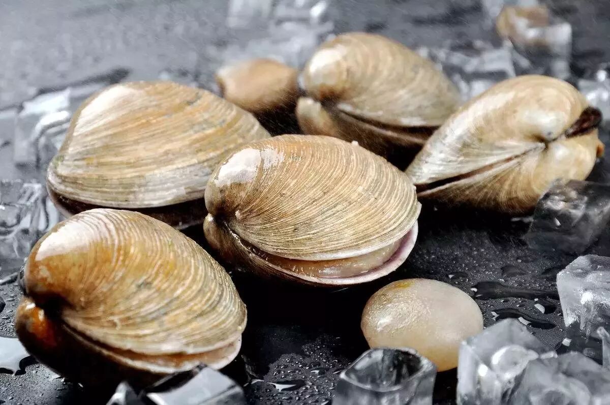 no!拿错了! 天鹅蛋(贝类)也叫紫石房蛤,是一种大型的贝类!