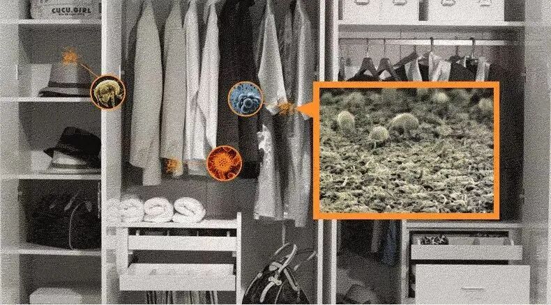 怎么判断是螨虫咬的包_被子里的螨虫咬人吗_螨虫咬人后症状图片