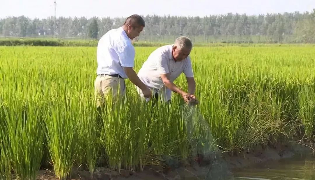 小龙虾的稻田收割后稻草怎么处理？如果腐烂要怎么办？