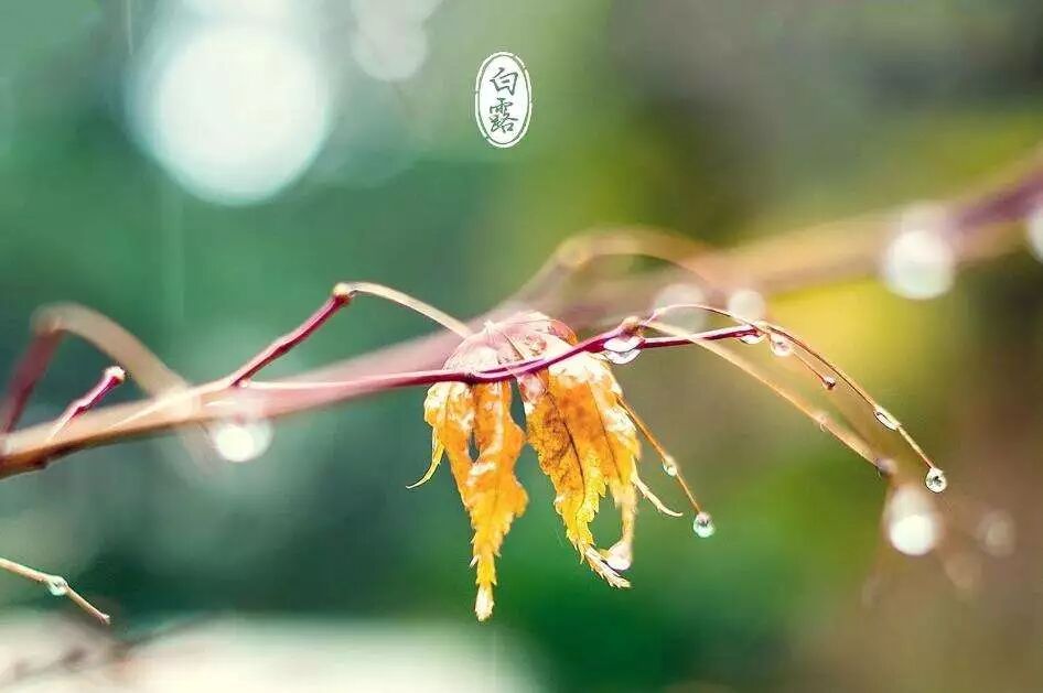 白露之后，谨防头皮头发“秋后算帐”！