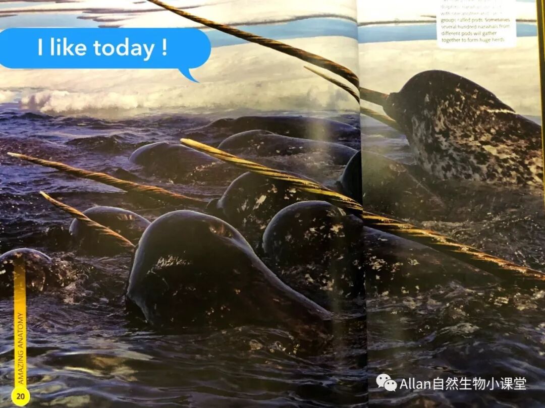 海中 独角兽 独角鲸narwhal Allan自然生物小课堂 微信公众号文章阅读 Wemp