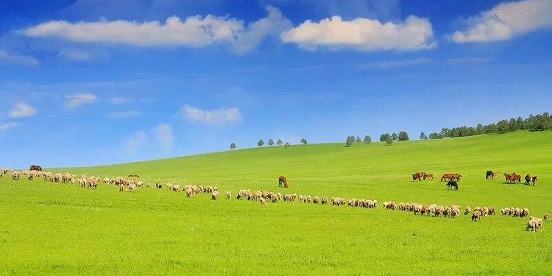 內蒙古呼倫貝爾大草原 by 老章攝影 夏日好風光 遍賞2013全國草原清涼美景套圖 第4張