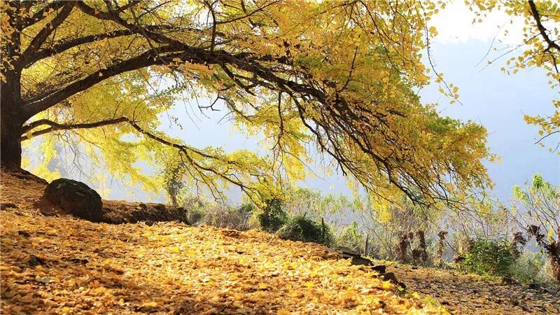 【慢享山水●轻奢度假西溪森林温泉】￥699纯玩3天~泡原生态森林温泉+享无边际温泉池、金秋赏银杏黄金大道、千年古老原始瑶寨