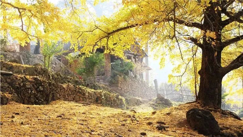 【慢享山水●轻奢度假西溪森林温泉】￥699纯玩3天~泡原生态森林温泉+享无边际温泉池、金秋赏银杏黄金大道、千年古老原始瑶寨