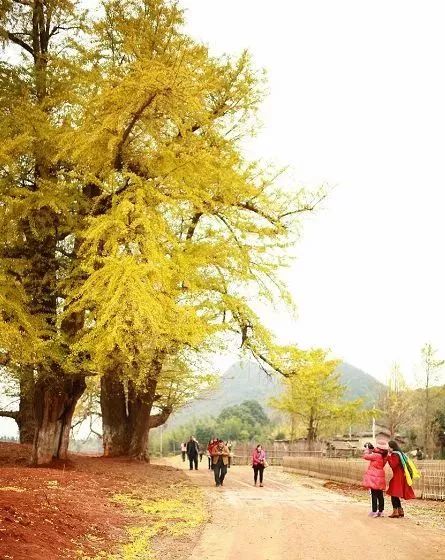 【慢享山水●轻奢度假西溪森林温泉】￥699纯玩3天~泡原生态森林温泉+享无边际温泉池、金秋赏银杏黄金大道、千年古老原始瑶寨