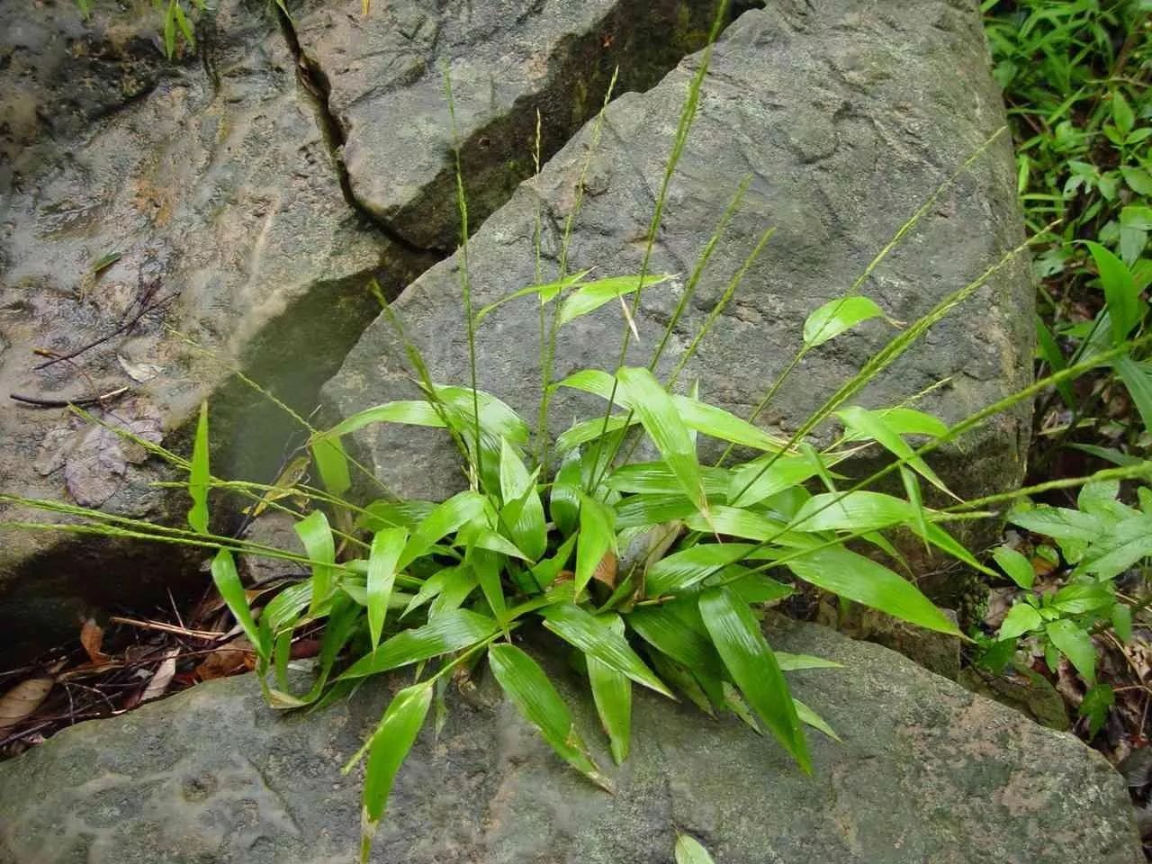 每日一学草药55淡竹叶