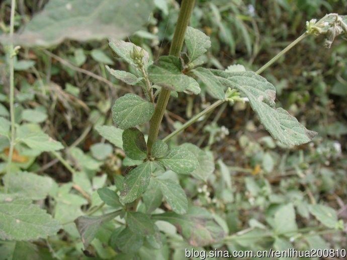 每日一学草药51消山虎