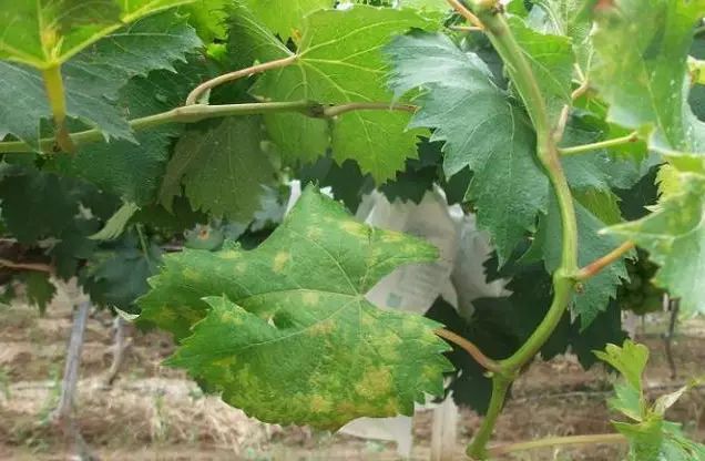 代森锰锌:几十年了,它为何长盛不衰?