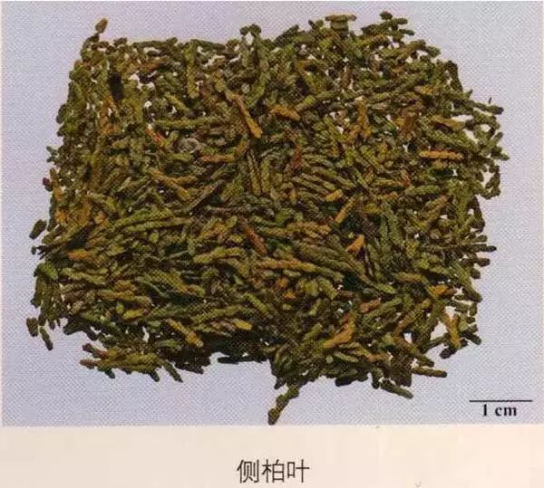 單葉還是複葉,有無莖枝或葉軸,平坦還是皺縮)