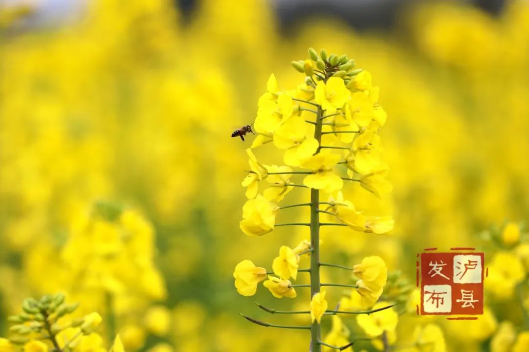 泸县油菜花图片