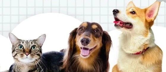 家有萌宠的通州人必看，这次终于轮到毛孩子了！