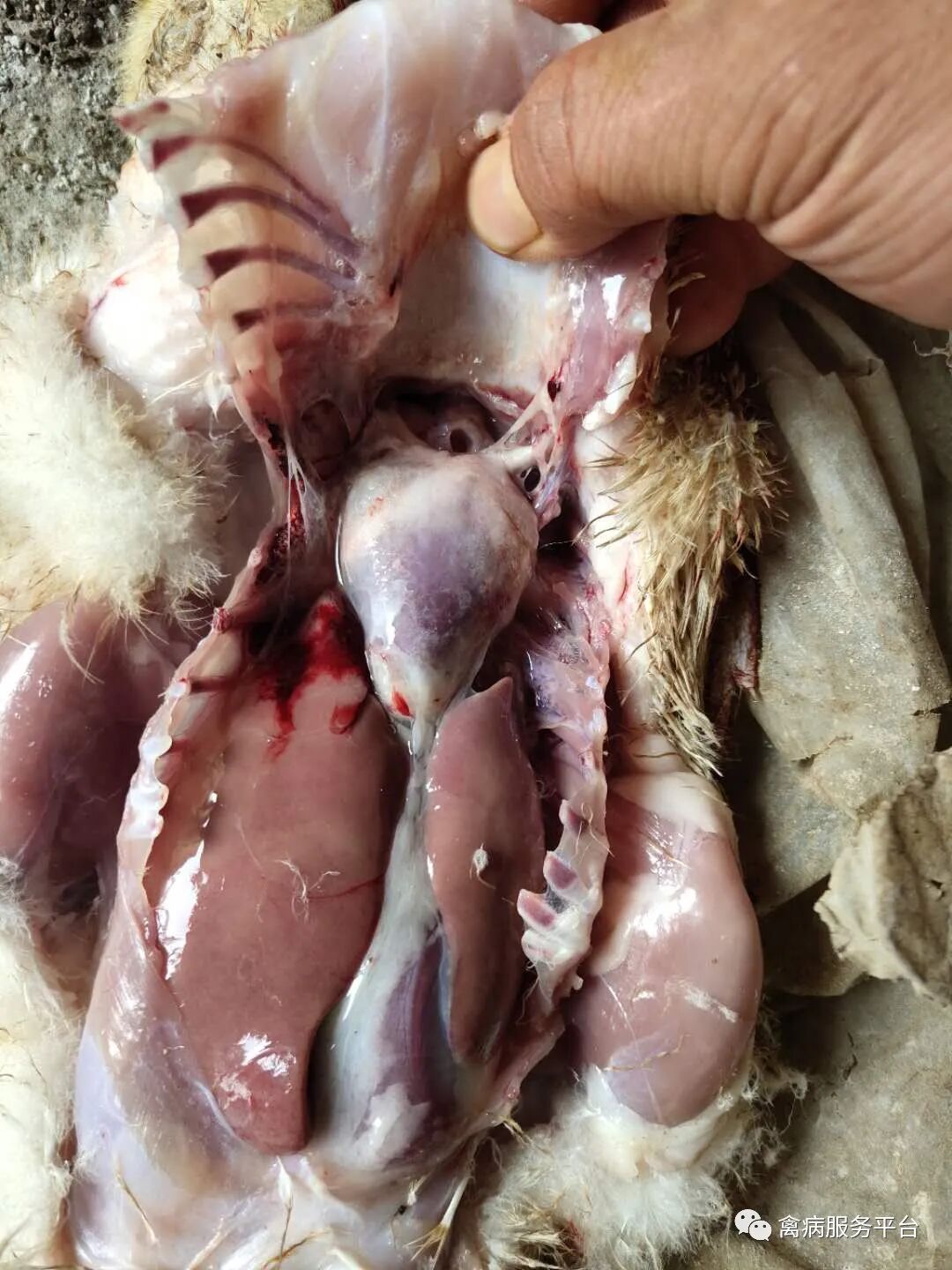 鸭流感,快速死亡的3个原因以及控制死亡方法 - 四川省兽医协会