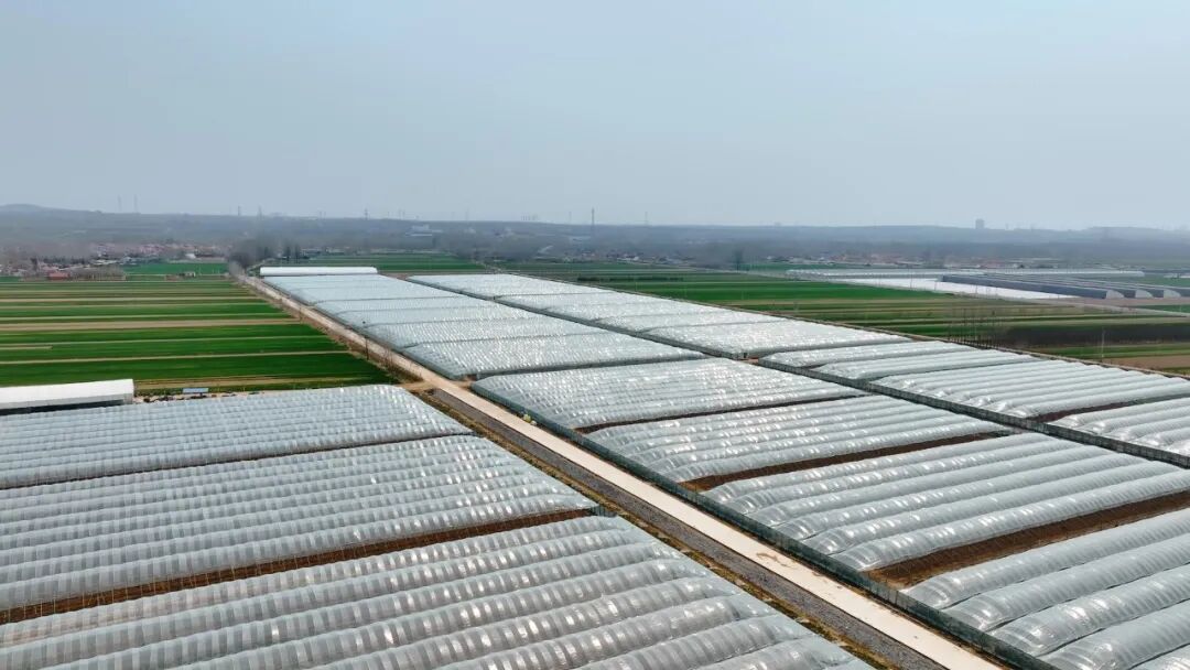 大场春蕴丨春到人间草木知大棚里的春天也迷人