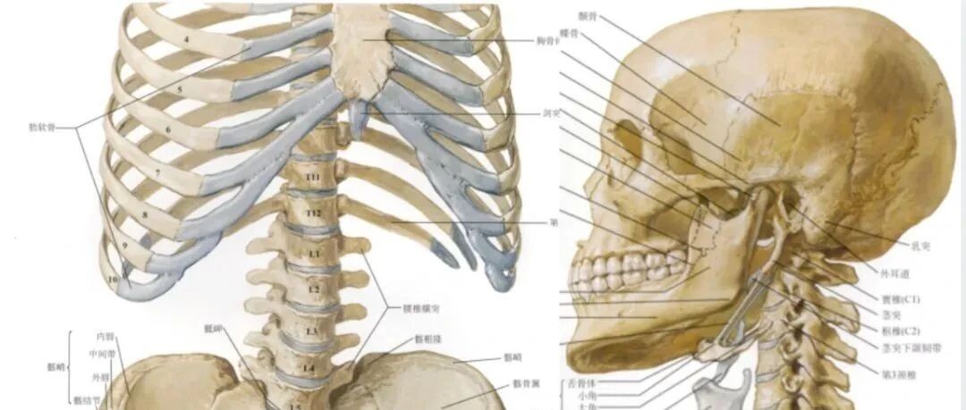 脊柱超详细解剖，高清图文版！