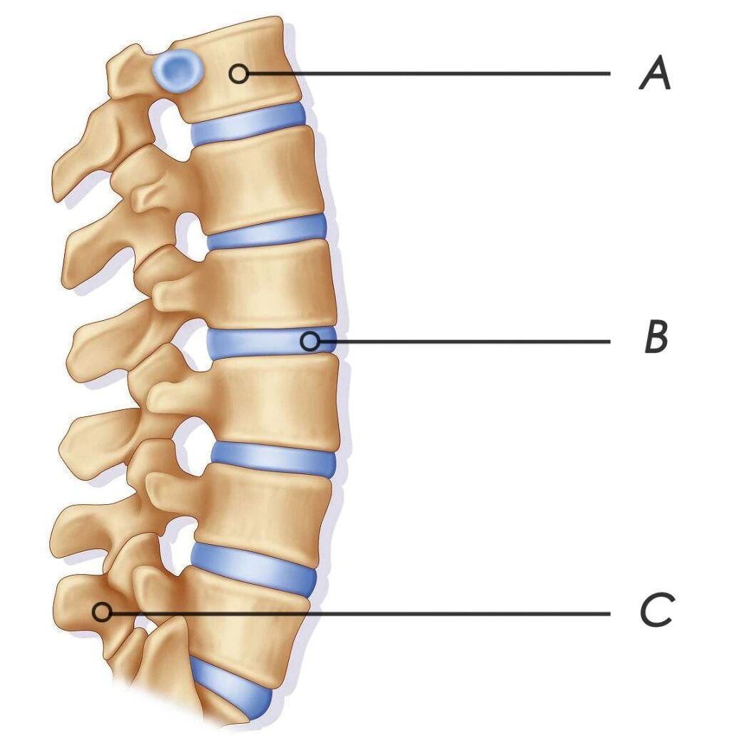 腰椎最全说明书，三个动作快速缓解腰痛