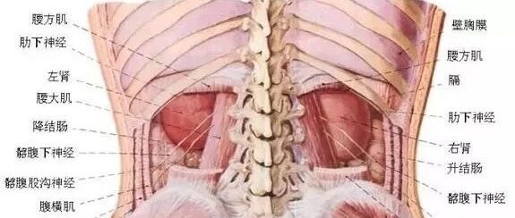 从头到脚了解人体，解剖图解(必须珍藏)