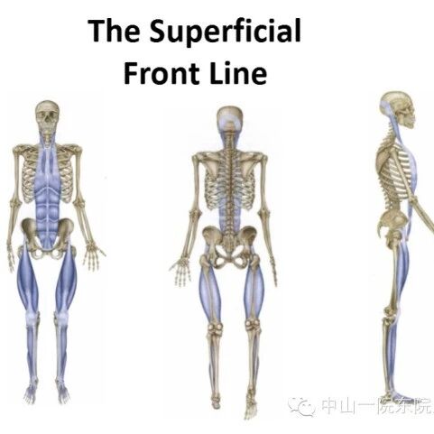 从整体观看世界-12条筋膜链解析