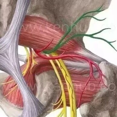 干货！体表神经解剖大全，赶快收藏！