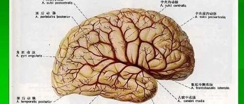 脑血管崩溃前的10个信号，千万别等半身不遂才看到！