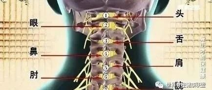颈椎，为何为“百病之源”