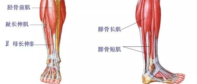 脑卒中后足内翻的康复治疗