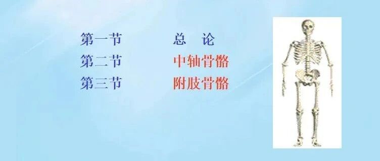 康复必备，47张速记高清解剖图谱！收藏...