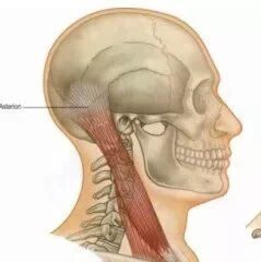 筋膜松动术：筋膜链及相关康复治疗手法