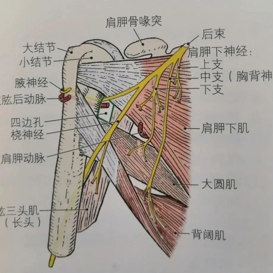 手麻只能想到颈椎病？格局小了！盘点手麻常见原因及治疗方法